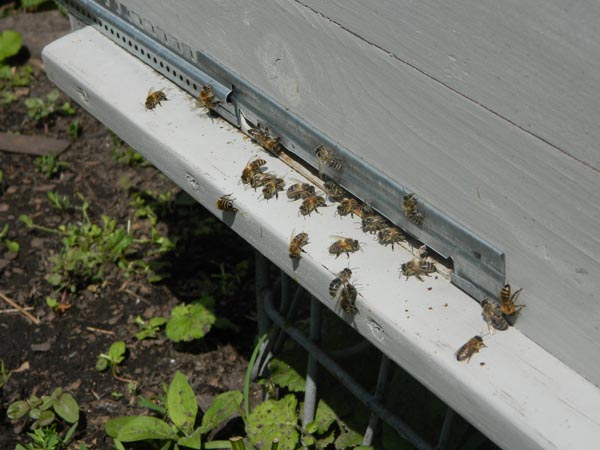 Пчелы на летке